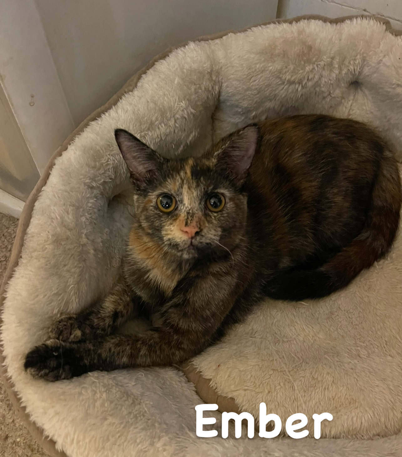 Enlarge Ember, a Adoptable Tortoiseshell in Asbury Park, NJ image 2/2