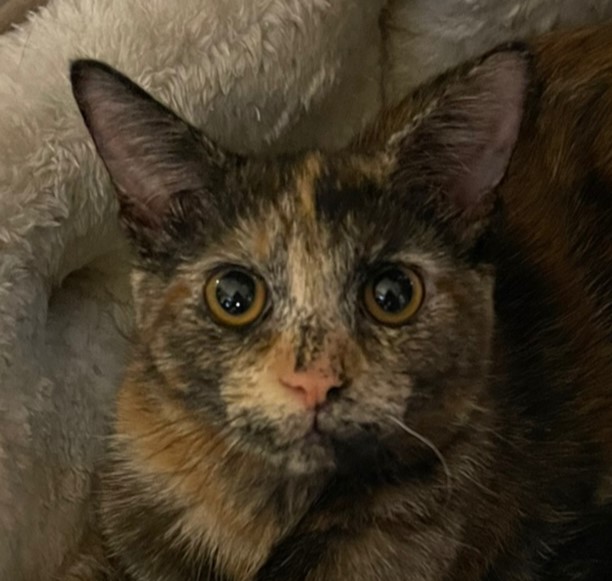 Ember, Baby Female Tortoiseshell