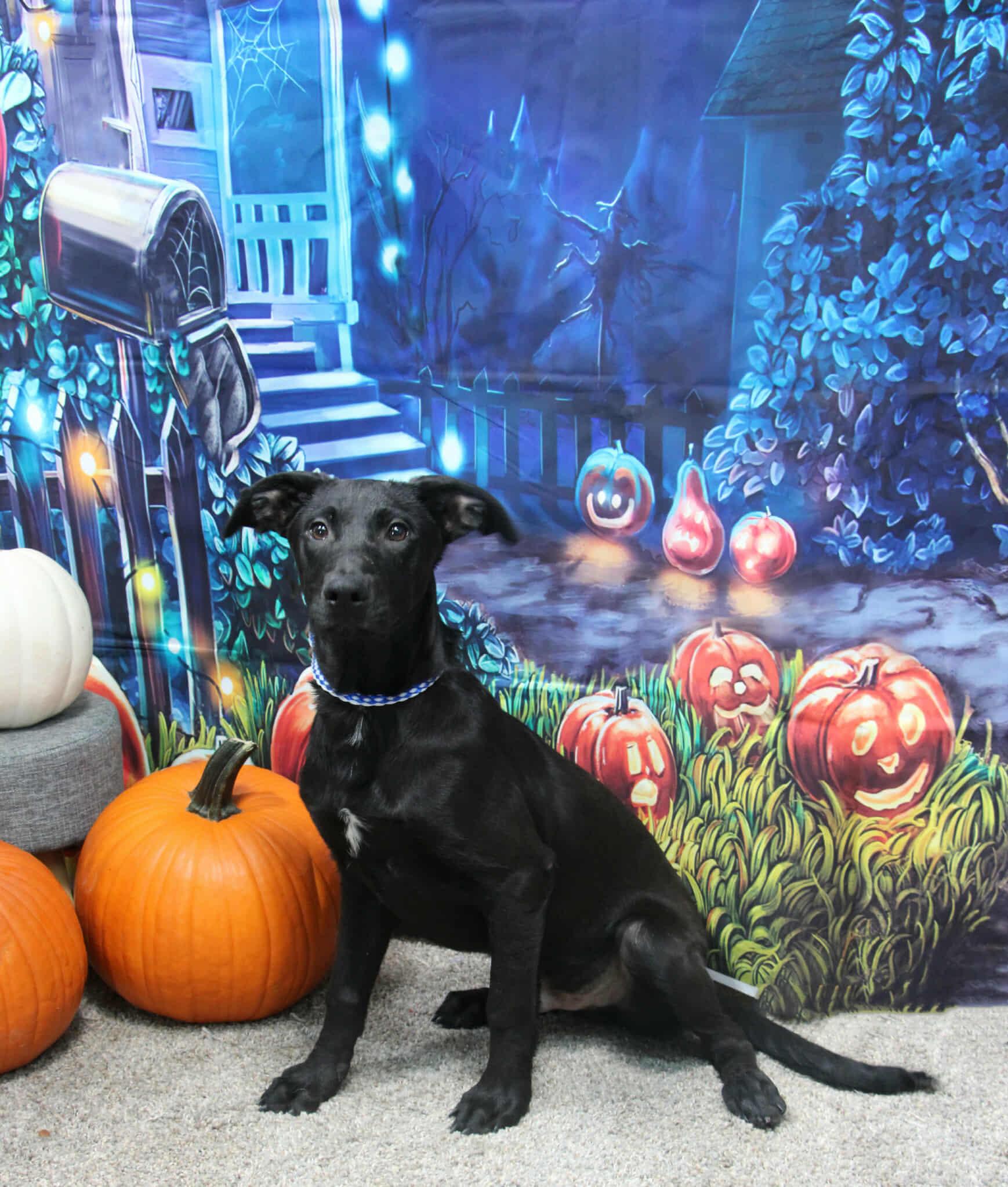 Thin Mint, Adoptable, Young Male Mixed Breed.