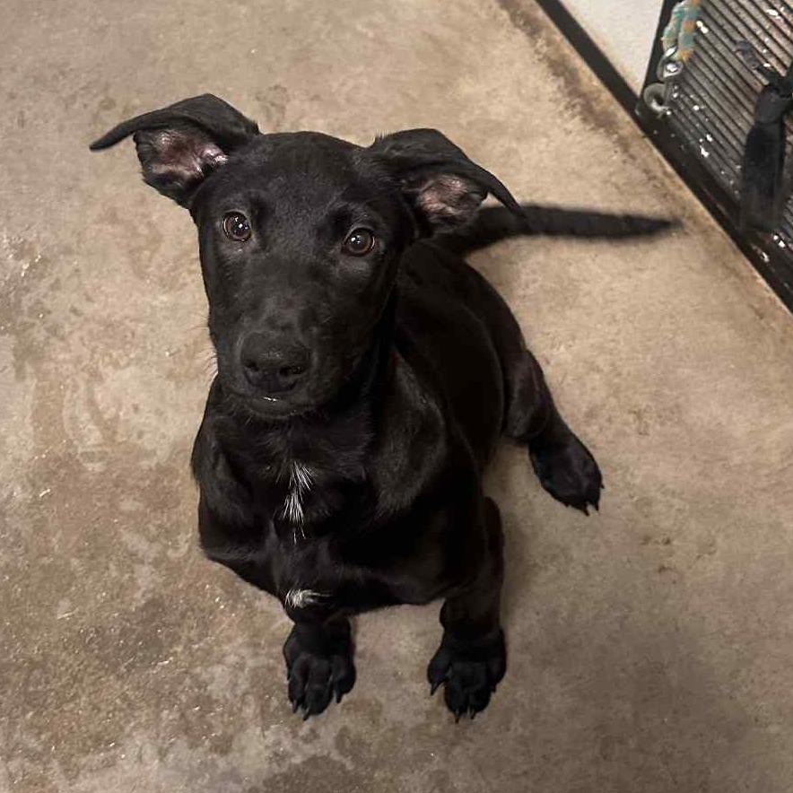 Enlarge Thin Mint, a Adoptable Mixed Breed in Graham, TX image 2/6