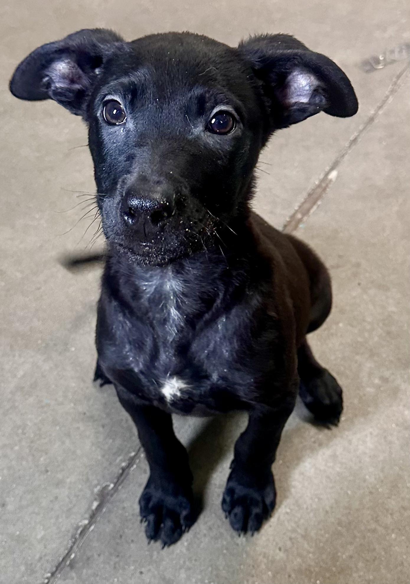 Enlarge Thin Mint, a Adoptable Mixed Breed in Graham, TX image 4/6