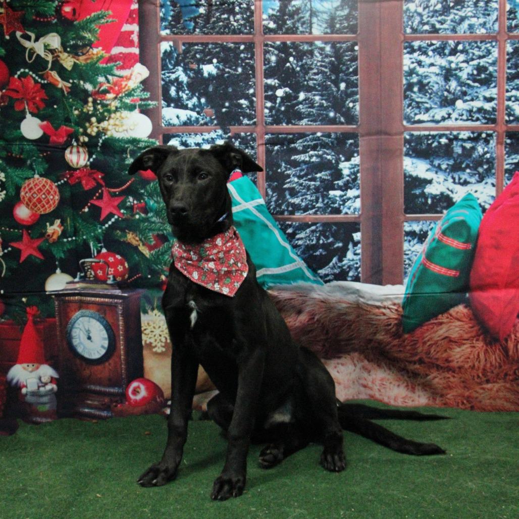 Enlarge Thin Mint, a Adoptable Mixed Breed in Graham, TX image 1/6