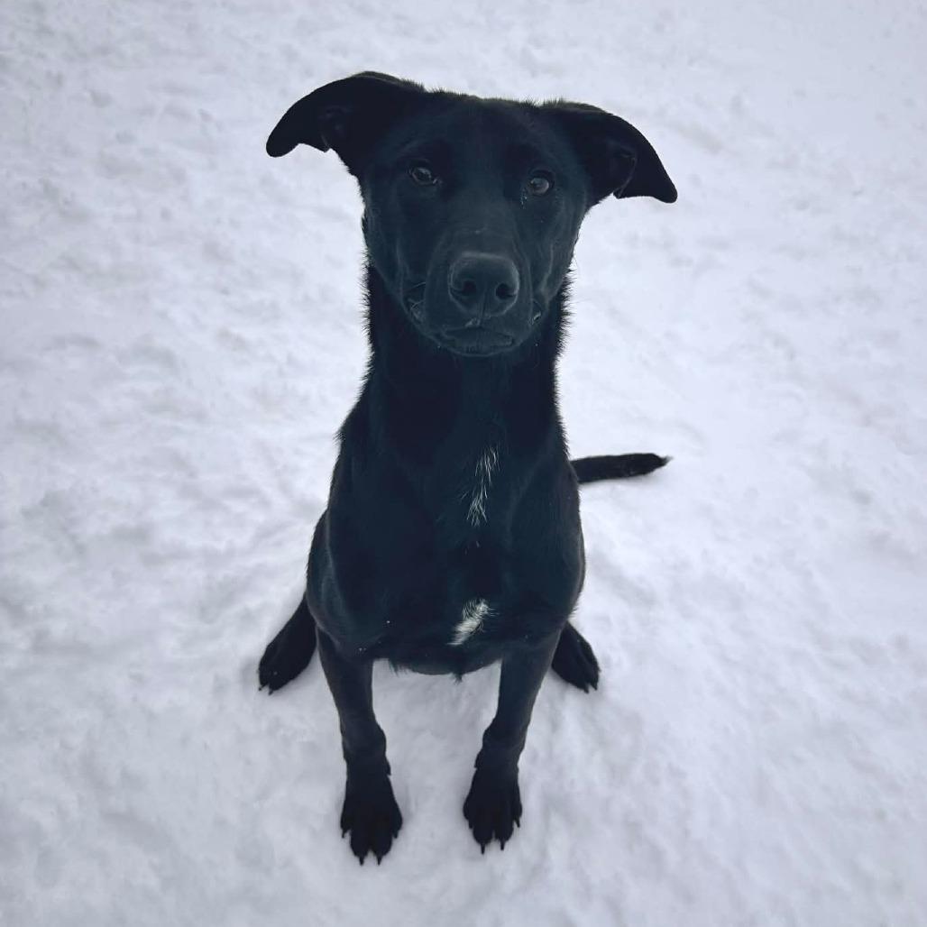 Enlarge Thin Mint, a Adoptable mixed breed in Graham, TX image 3/6