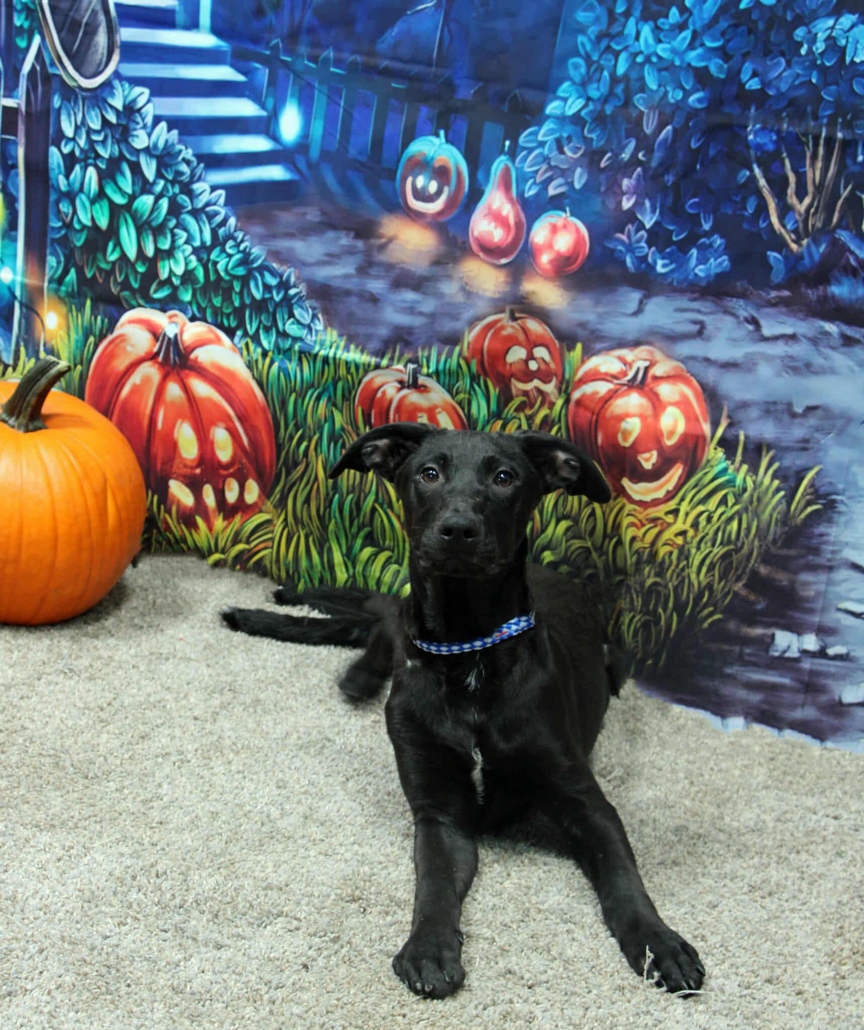 Enlarge Thin Mint, a Adoptable Mixed Breed in Graham, TX image 5/6