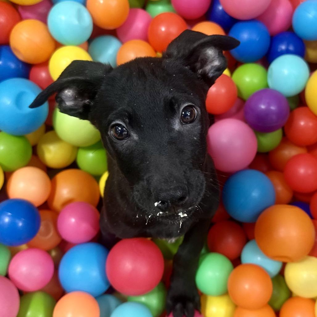 Enlarge Thin Mint, a Adoptable Mixed Breed in Graham, TX image 3/6