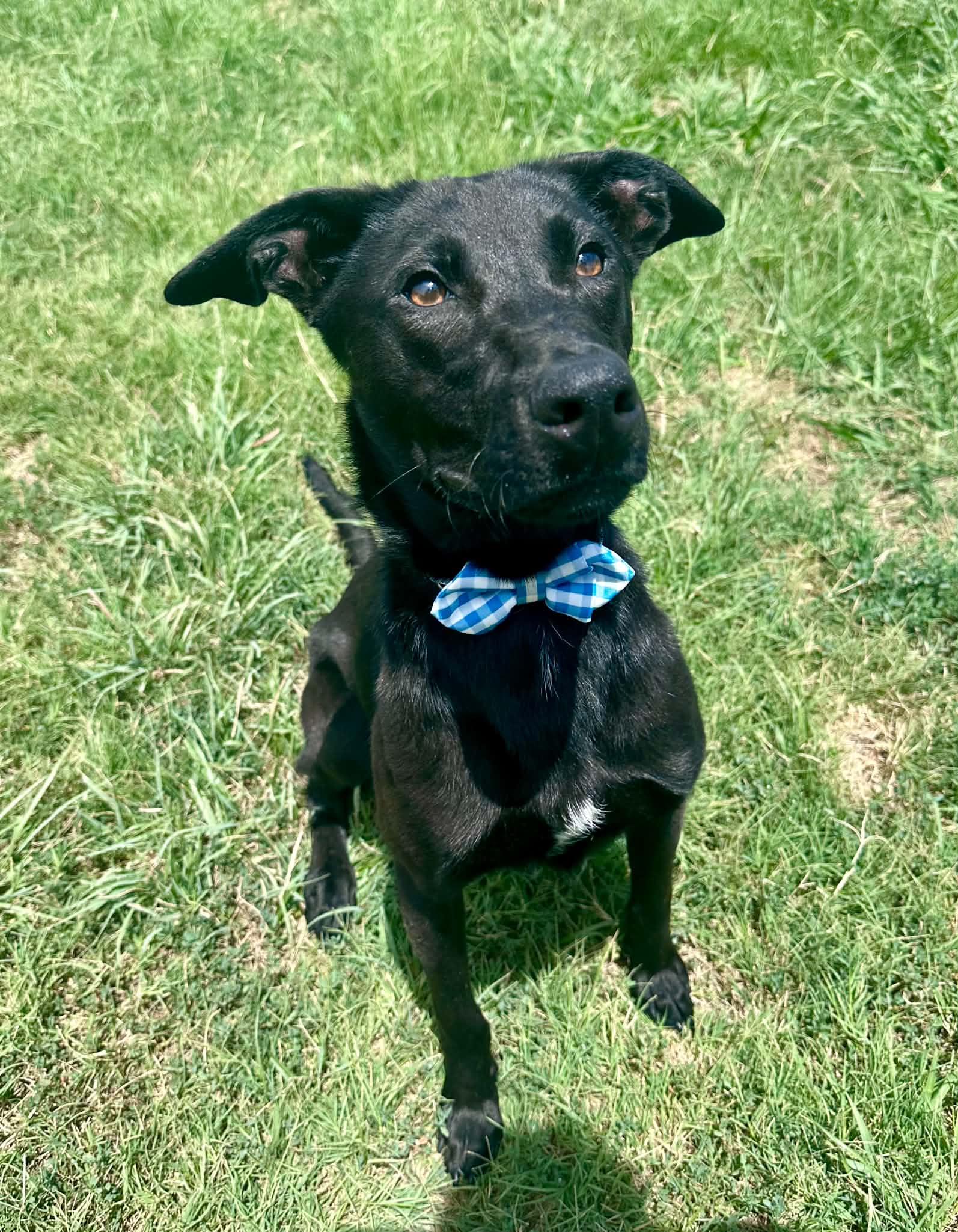 Thin Mint, a Adoptable mixed breed in Graham, TX image 1/6