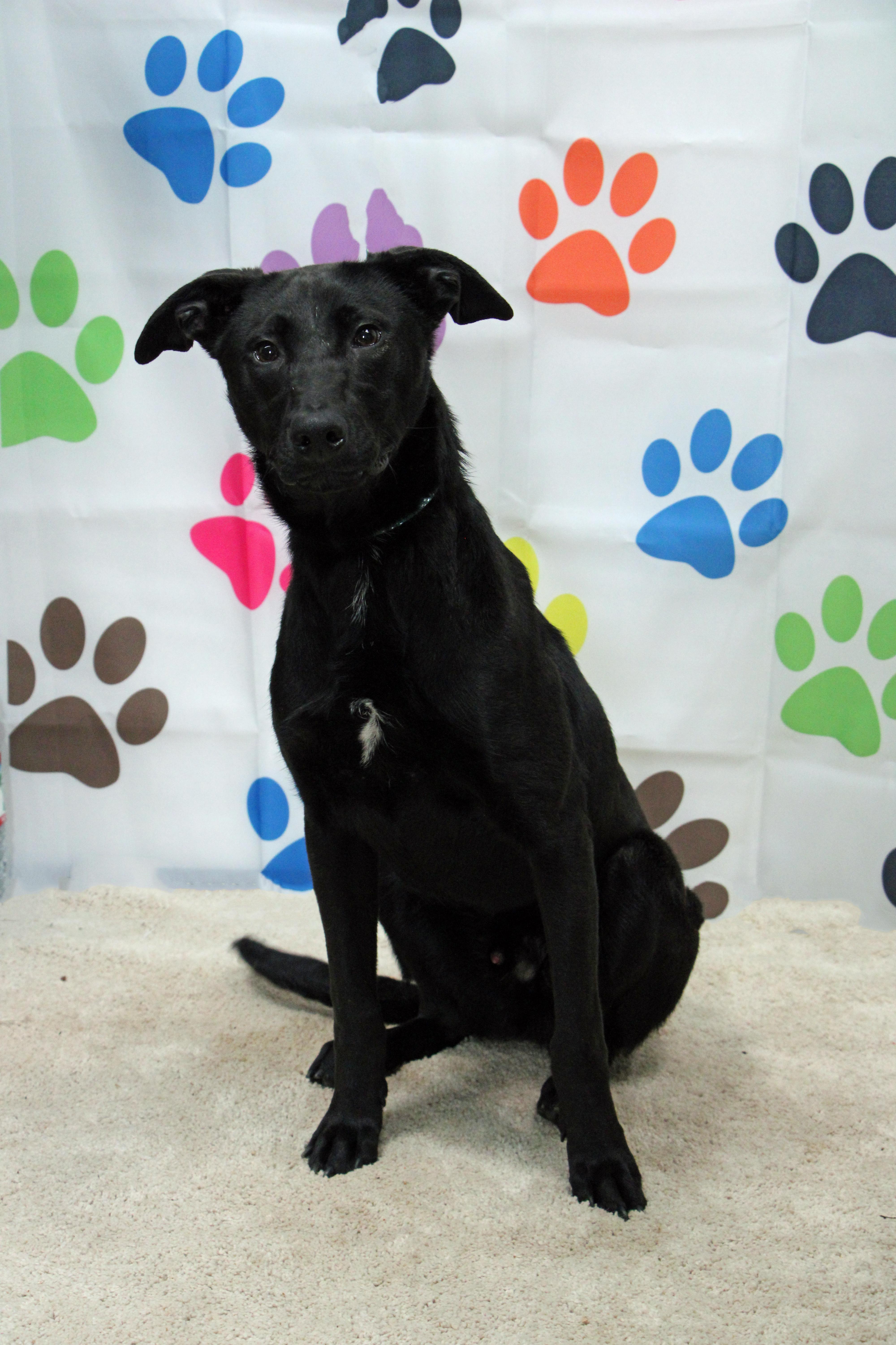 Enlarge Thin Mint, a Adoptable mixed breed in Graham, TX image 1/6