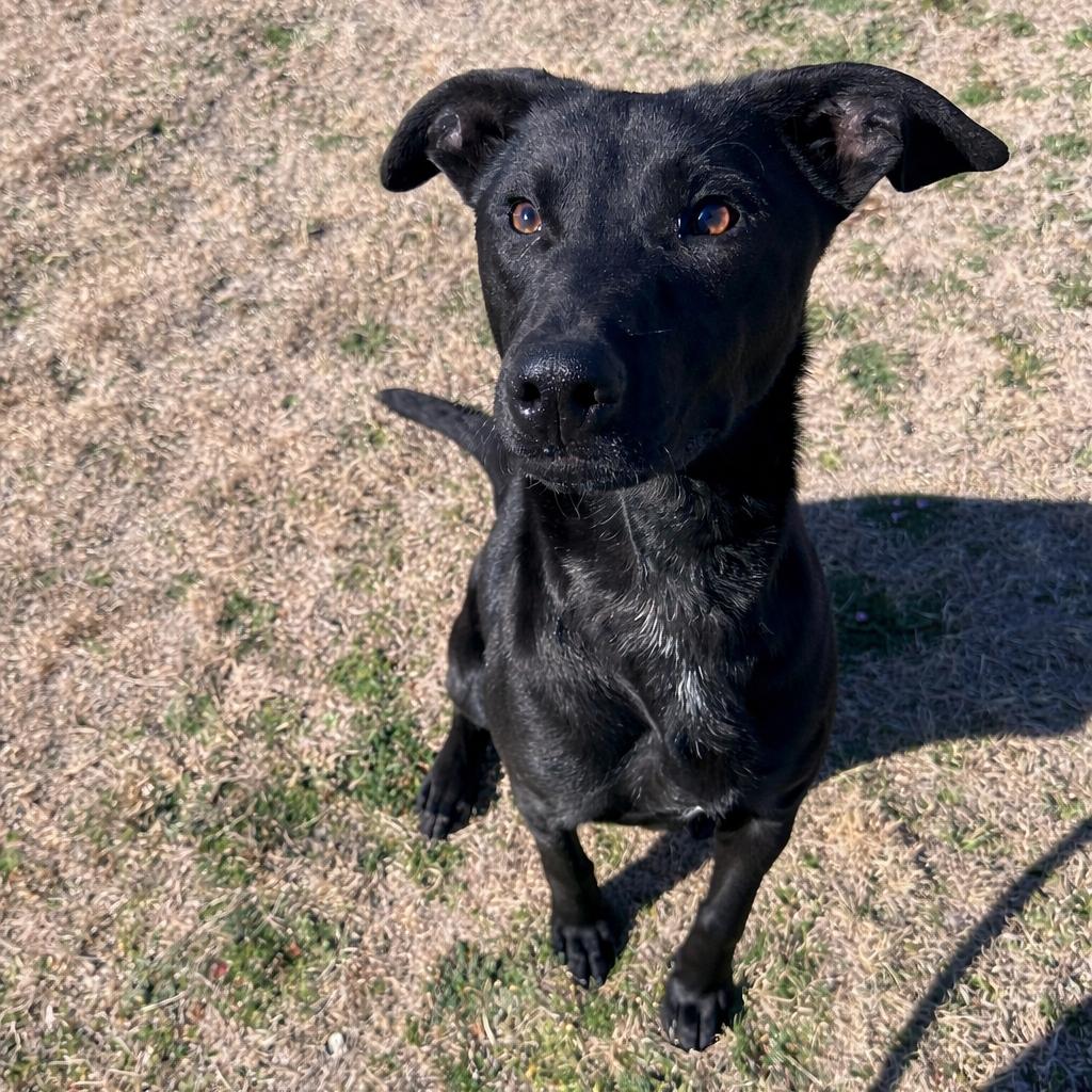 Enlarge Thin Mint, a Adoptable mixed breed in Graham, TX image 2/6