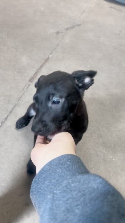 Enlarge Thin Mint, a Adoptable Mixed Breed in Graham, TX video 6/6
