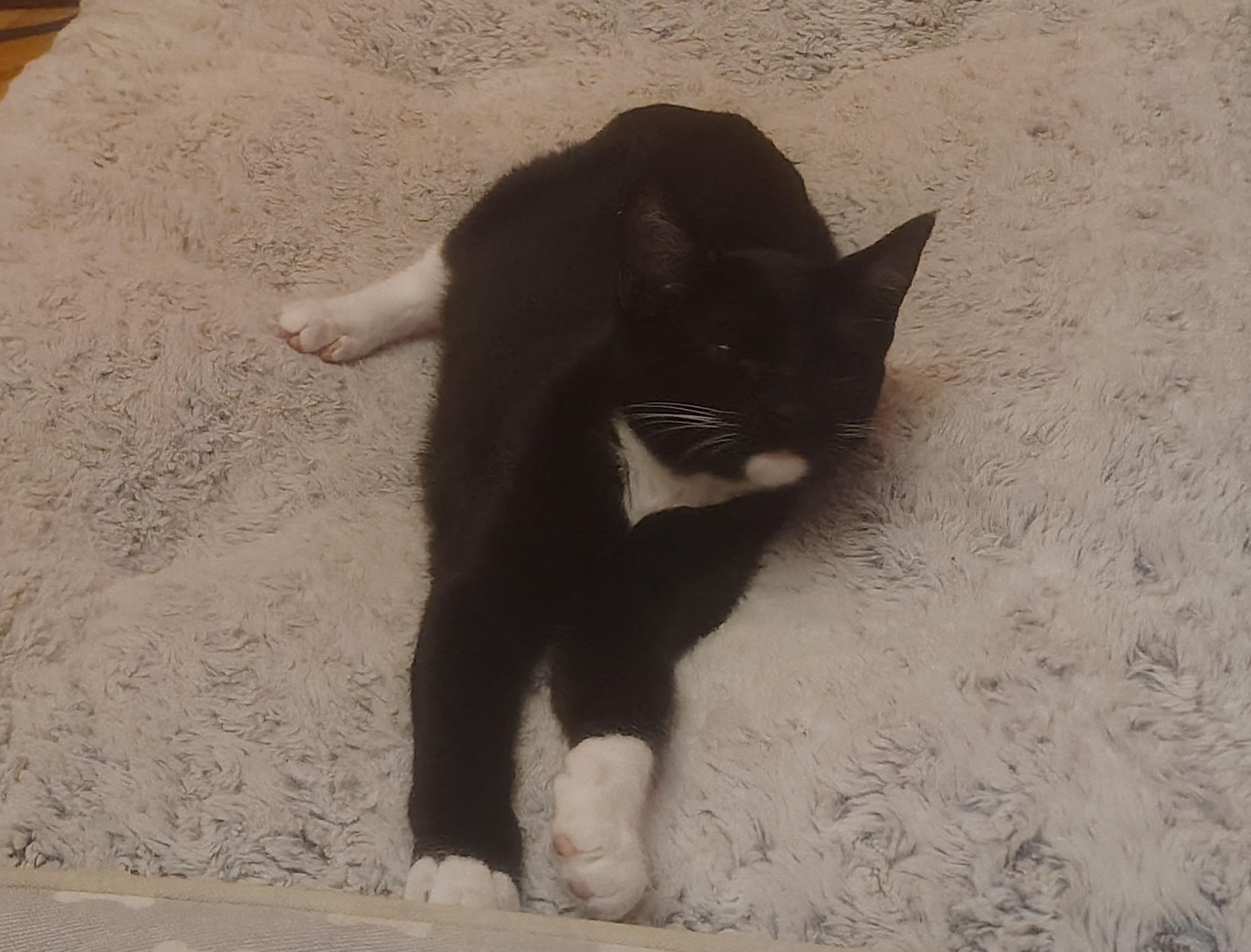 Venom, Adoptable, Kitten Female Domestic Short Hair.