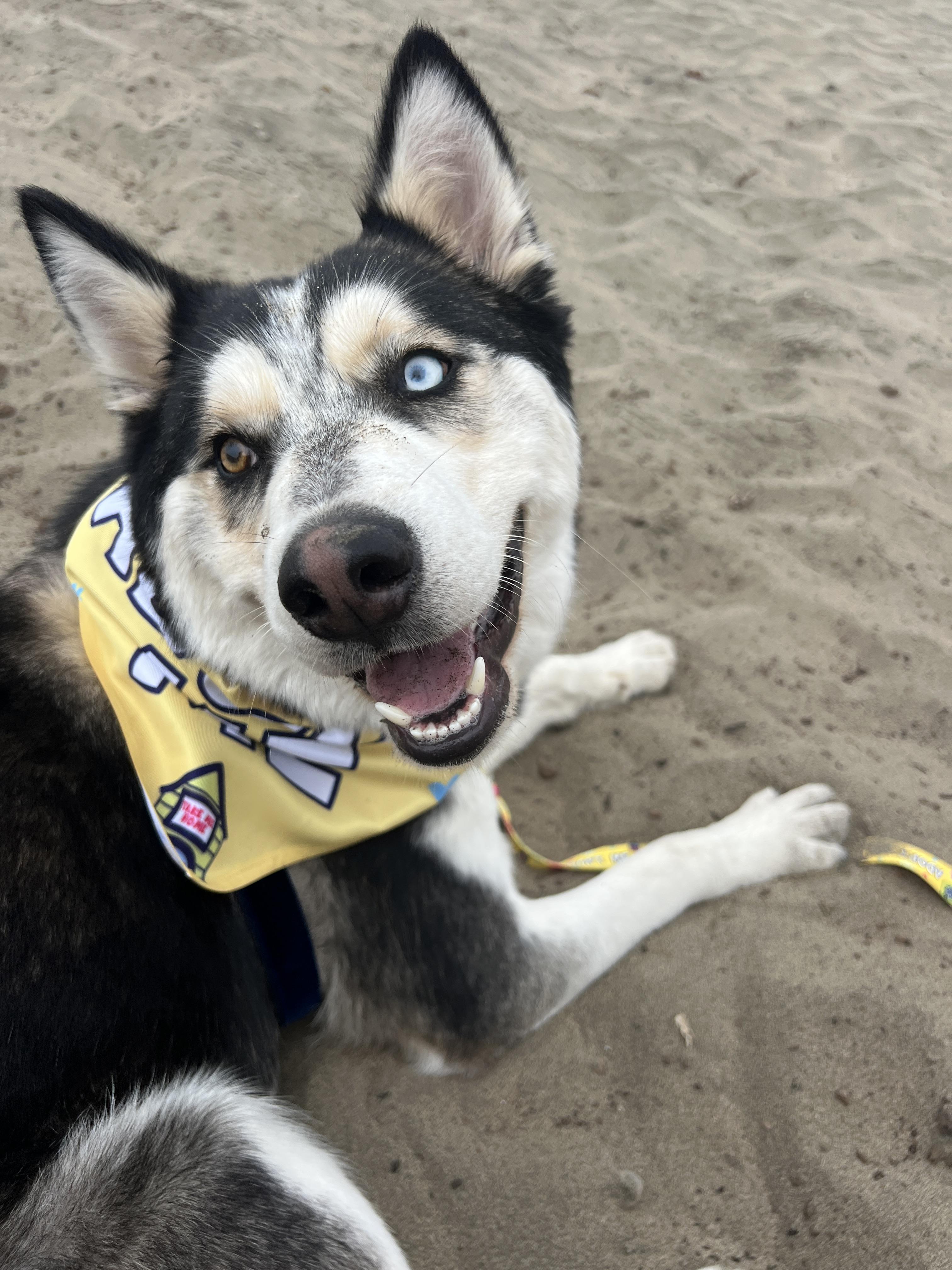 Cheese, a Adopted Siberian Husky in San Francisco, CA image 1/6