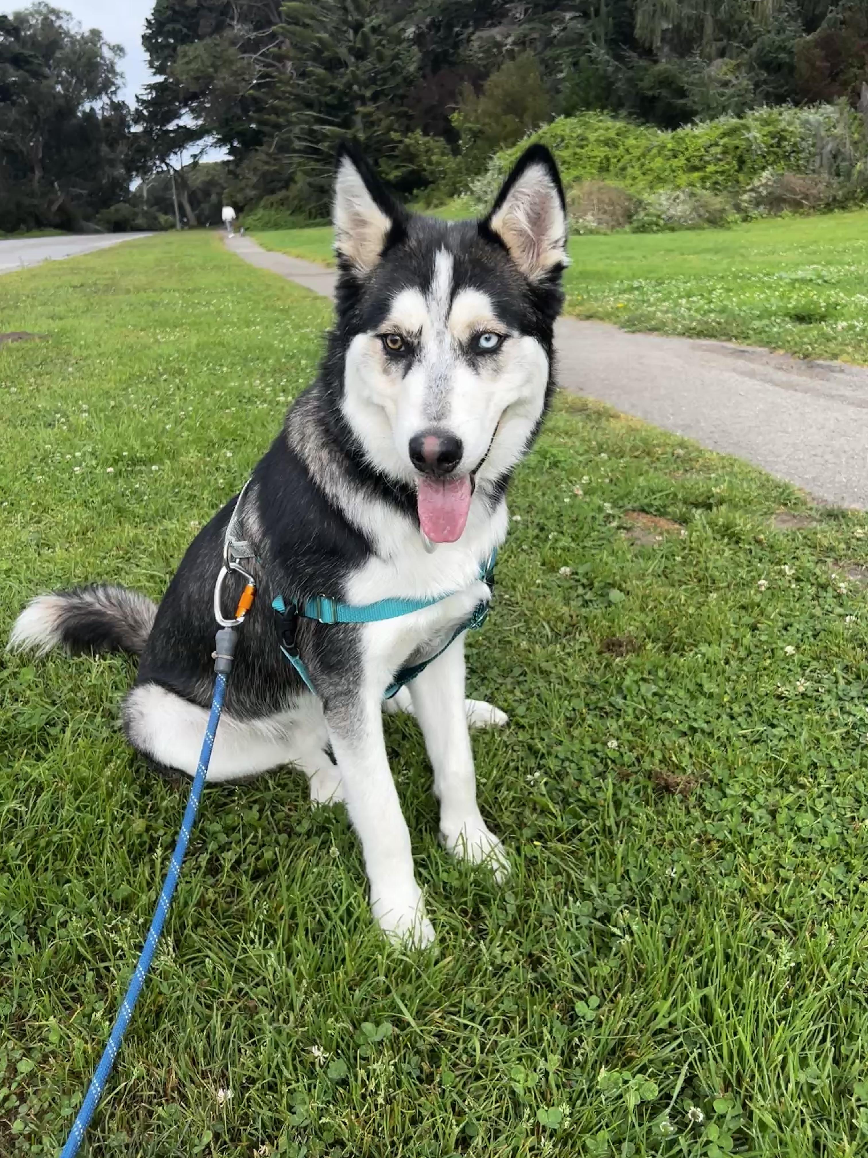 Cheese, a Adopted Siberian Husky in San Francisco, CA image 5/6