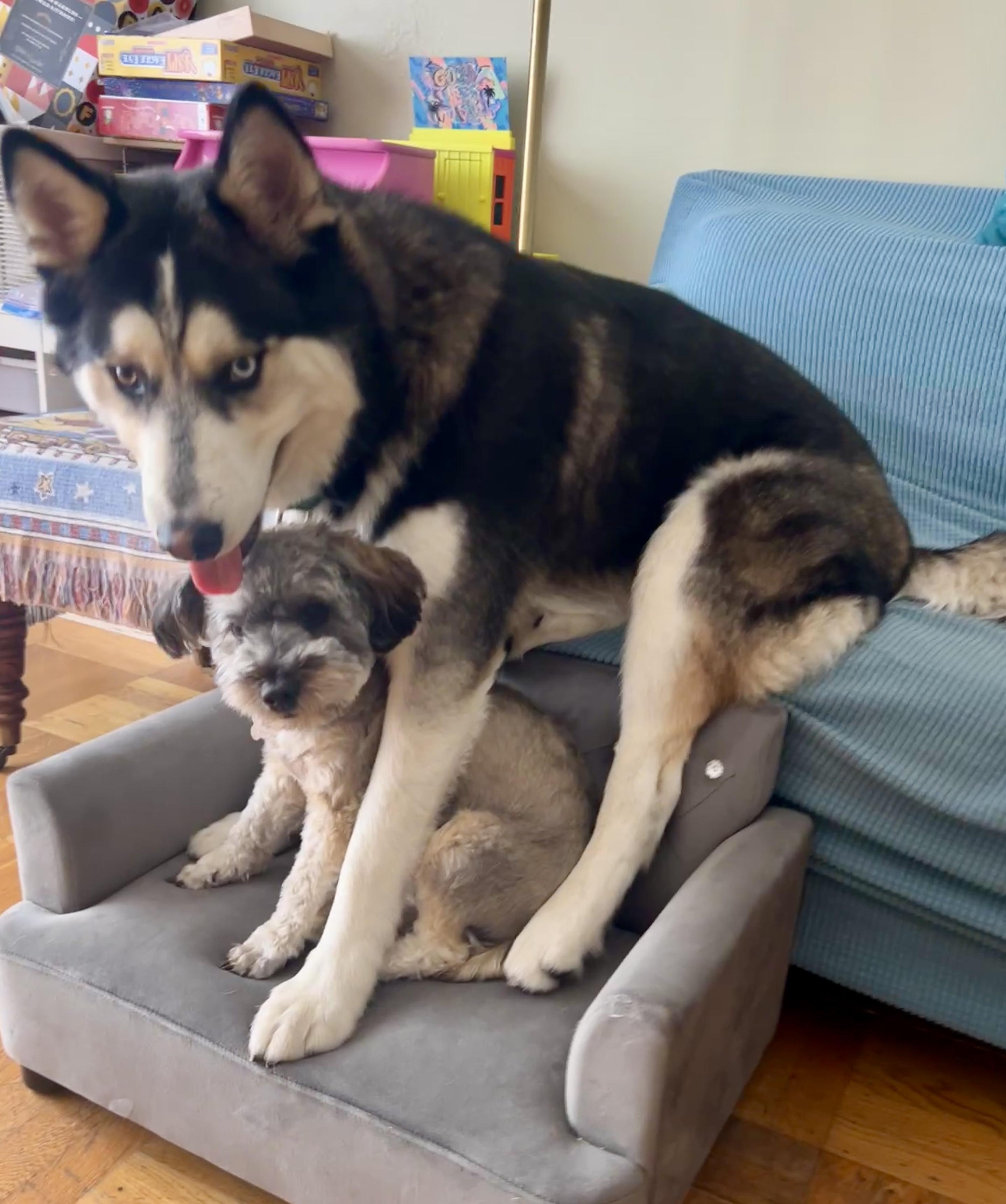 Cheese, a Adopted Siberian Husky in San Francisco, CA image 3/6