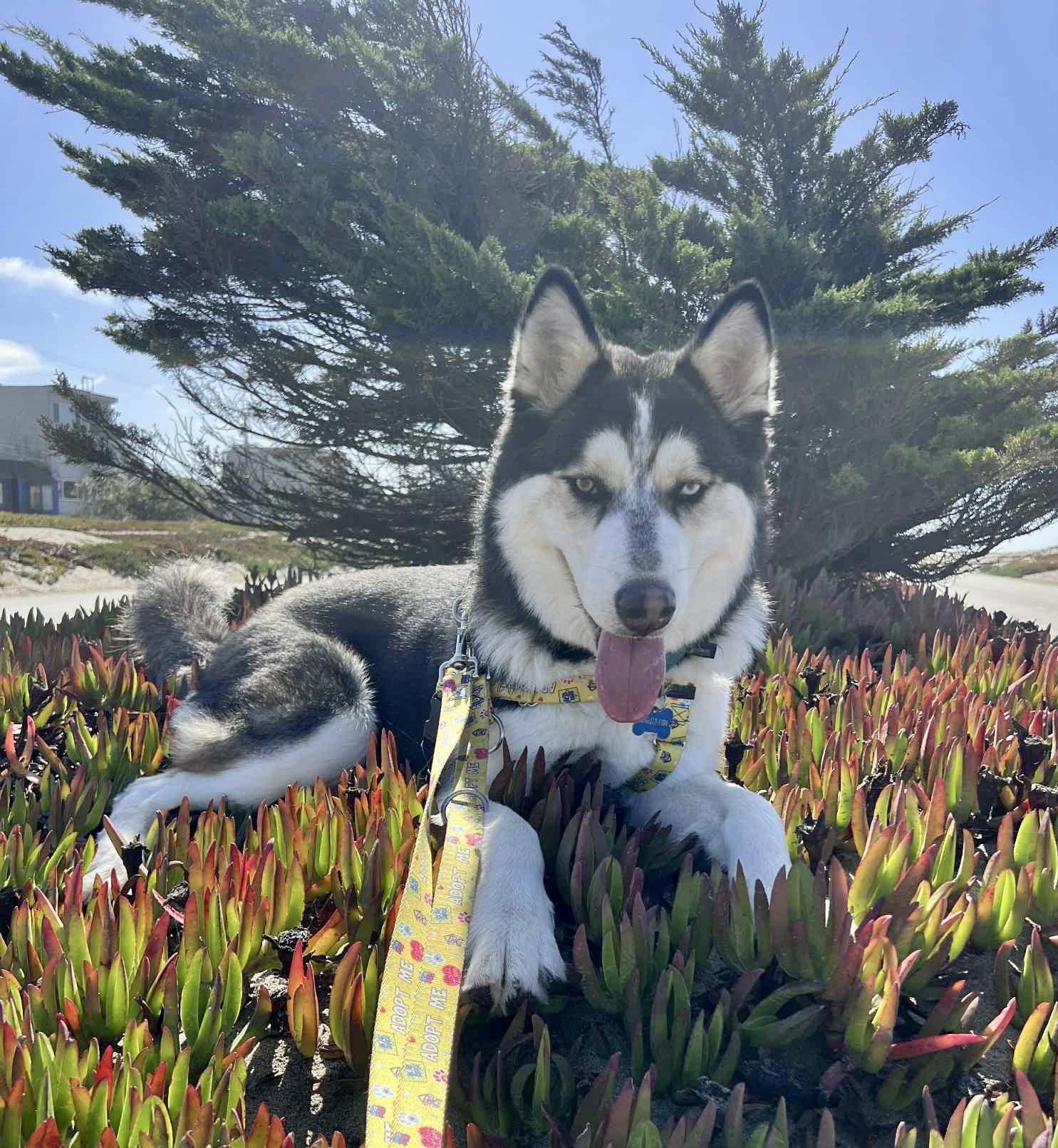 Cheese, a Adopted Siberian Husky in San Francisco, CA image 2/6
