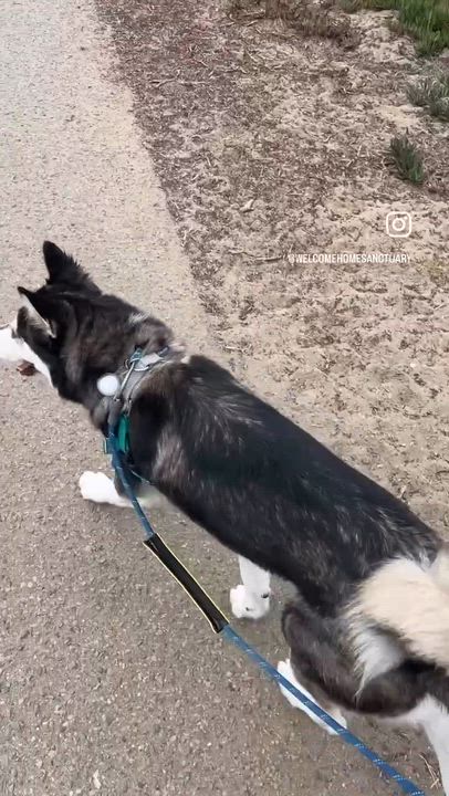 Enlarge Cheese, a Adopted Siberian Husky in San Francisco, CA video 6/6