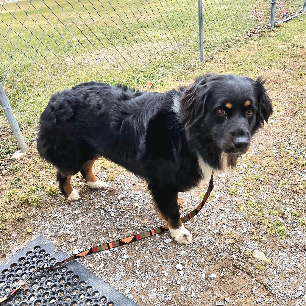 Banjo, Adoptable, Adult Male Australian Shepherd.