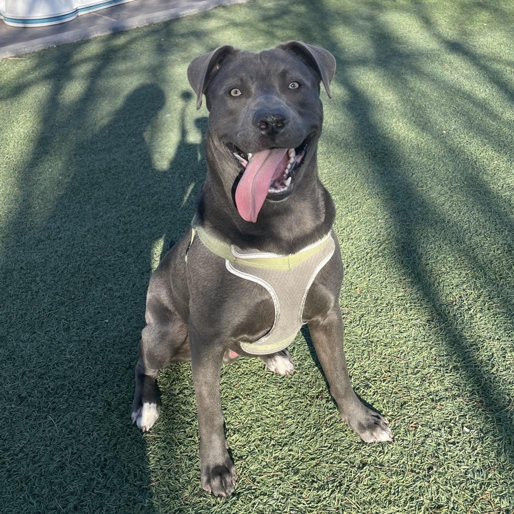 Zorro, Adoptable, Adult Male Pit Bull Terrier.