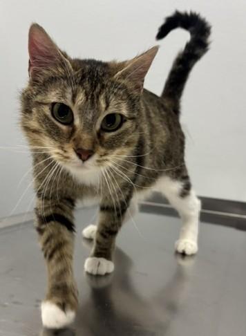 Maria, a Adoptable Domestic Short Hair in Pella, IA image 1/3
