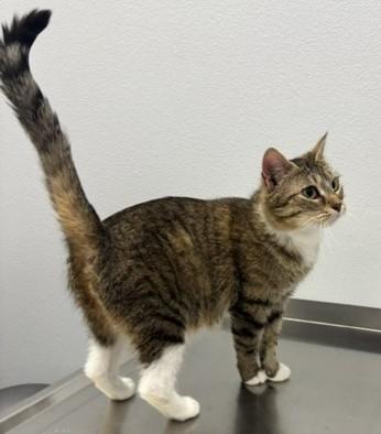 Maria, a Adoptable Domestic Short Hair in Pella, IA image 2/3