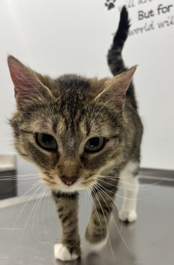 Maria, a Adoptable Domestic Short Hair in Pella, IA image 3/3