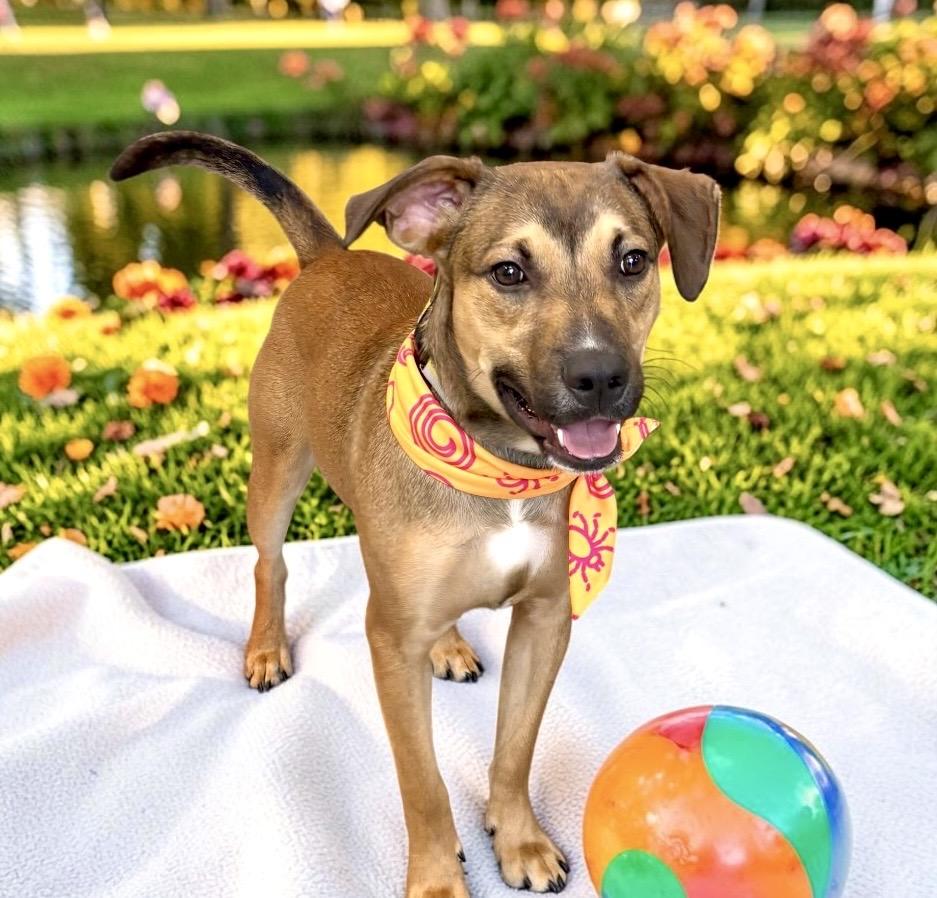 Enlarge Max, a Adoptable mixed breed in Perry, IA image 5/6