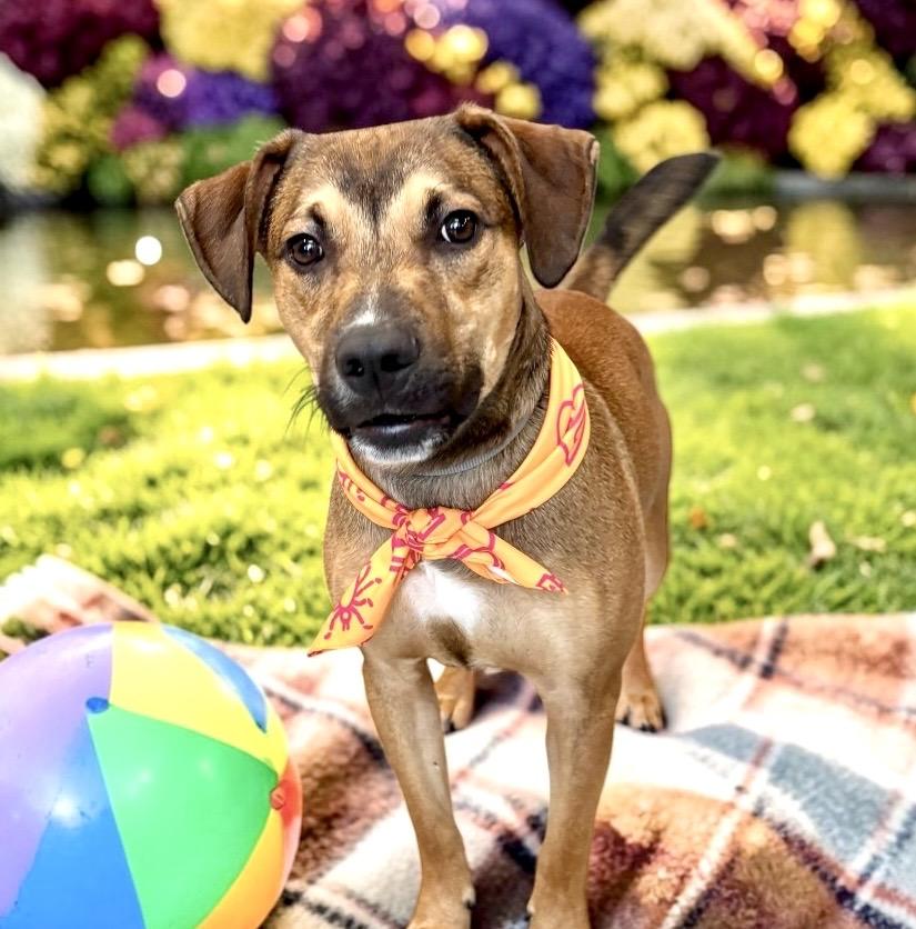Enlarge Max, a Adoptable mixed breed in Perry, IA image 3/6
