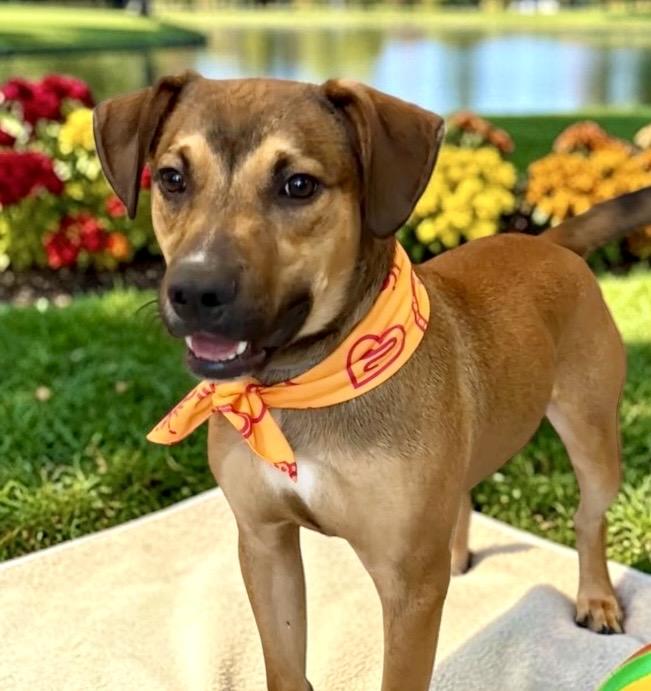 Enlarge Max, a Adoptable mixed breed in Perry, IA image 6/6