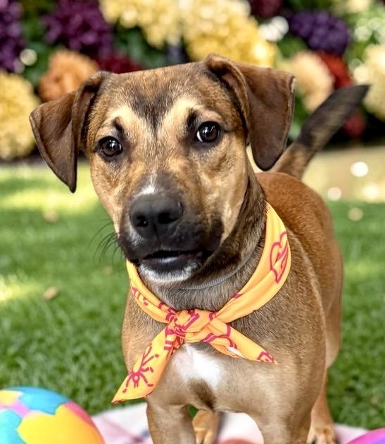 Max, Adoptable, Young Male Shepherd & Terrier.