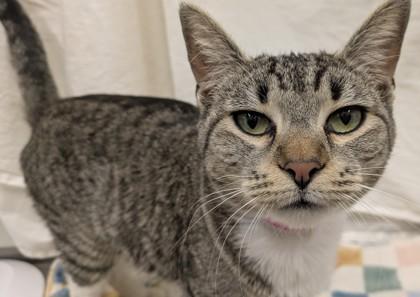 Pebbles, Adoptable, Young Female Domestic Short Hair.
