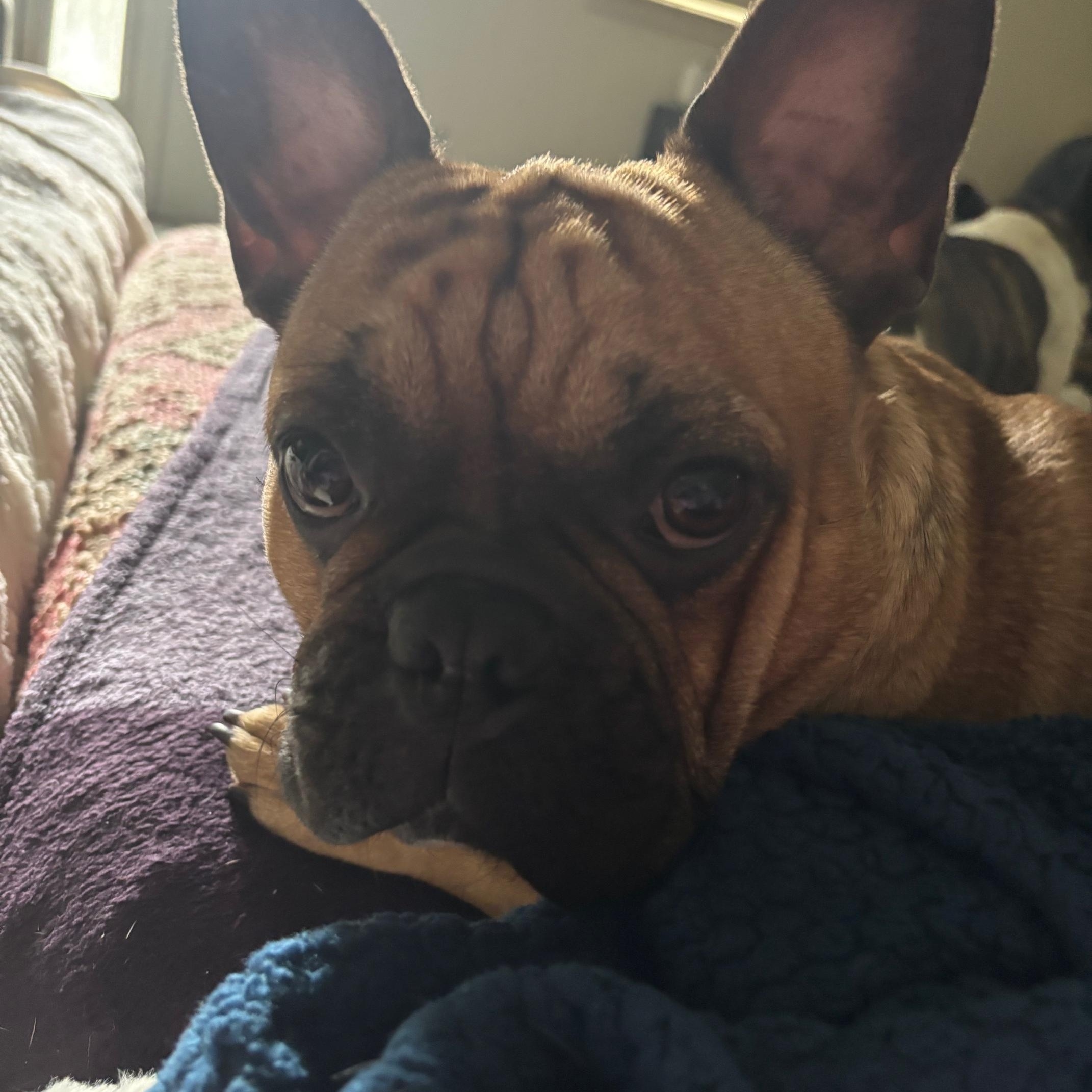 Enlarge Benji, an adopted French Bulldog in Kansas City, MO image 3/4