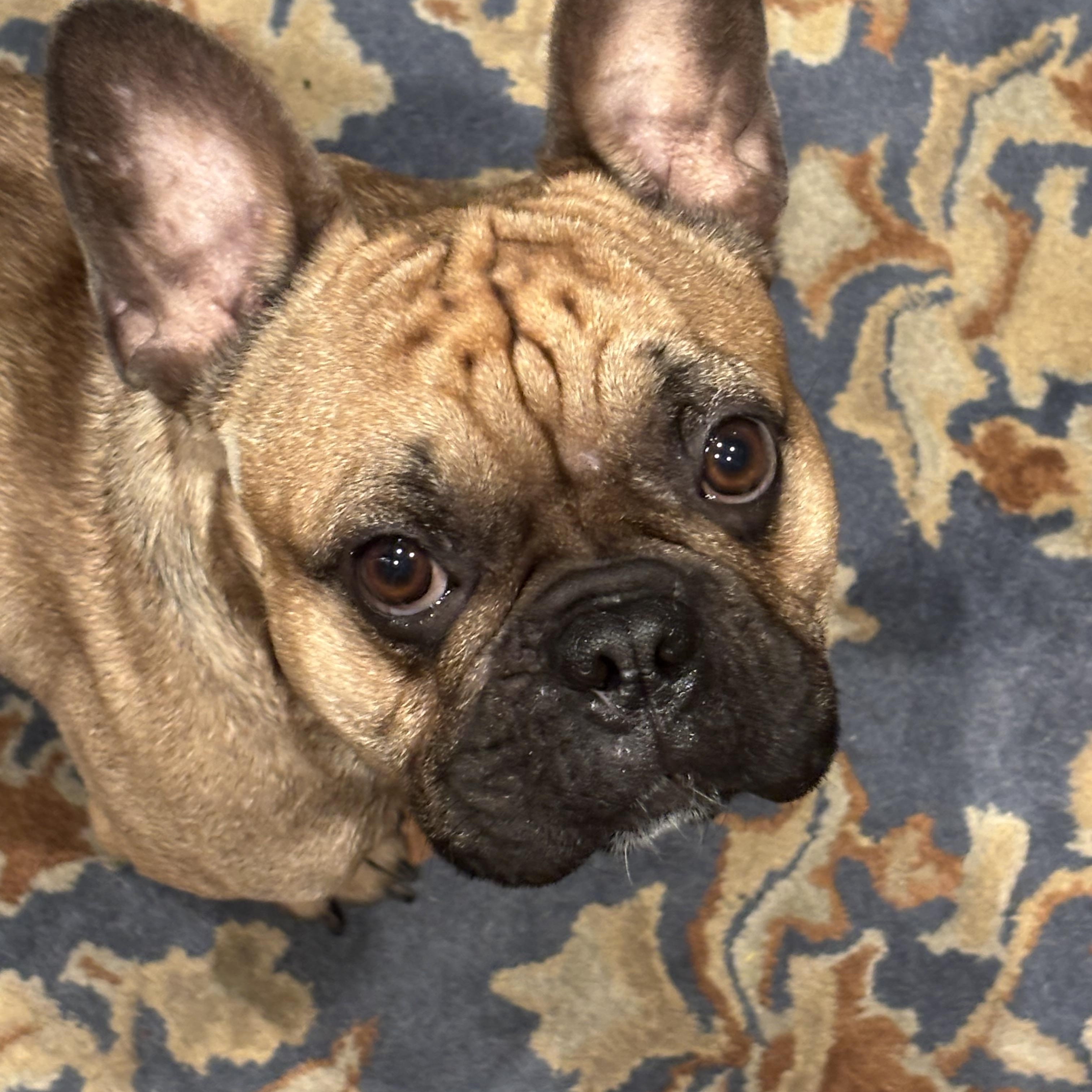 Enlarge Benji, an adopted French Bulldog in Kansas City, MO image 1/4