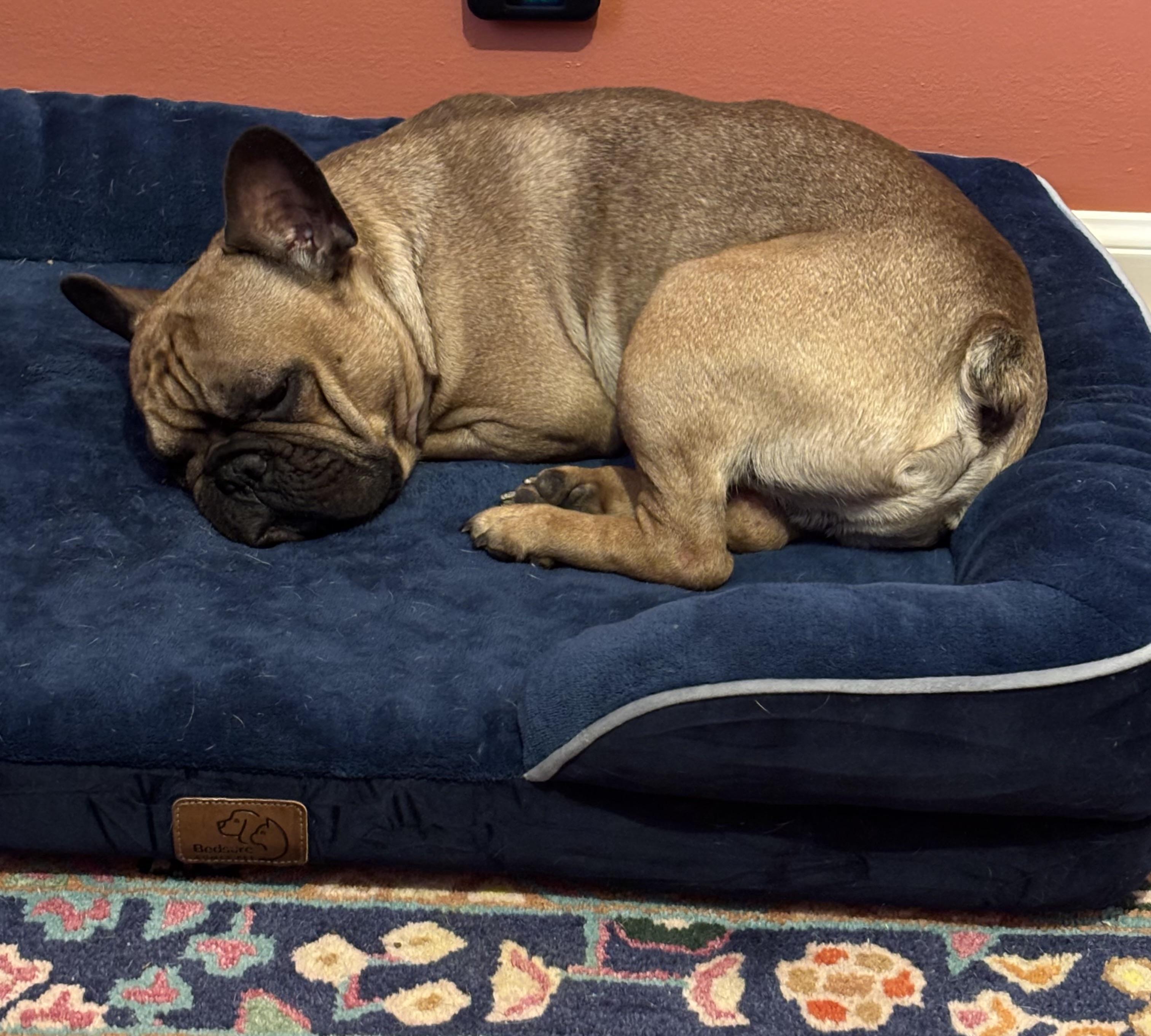 Enlarge Benji, an adopted French Bulldog in Kansas City, MO image 4/4