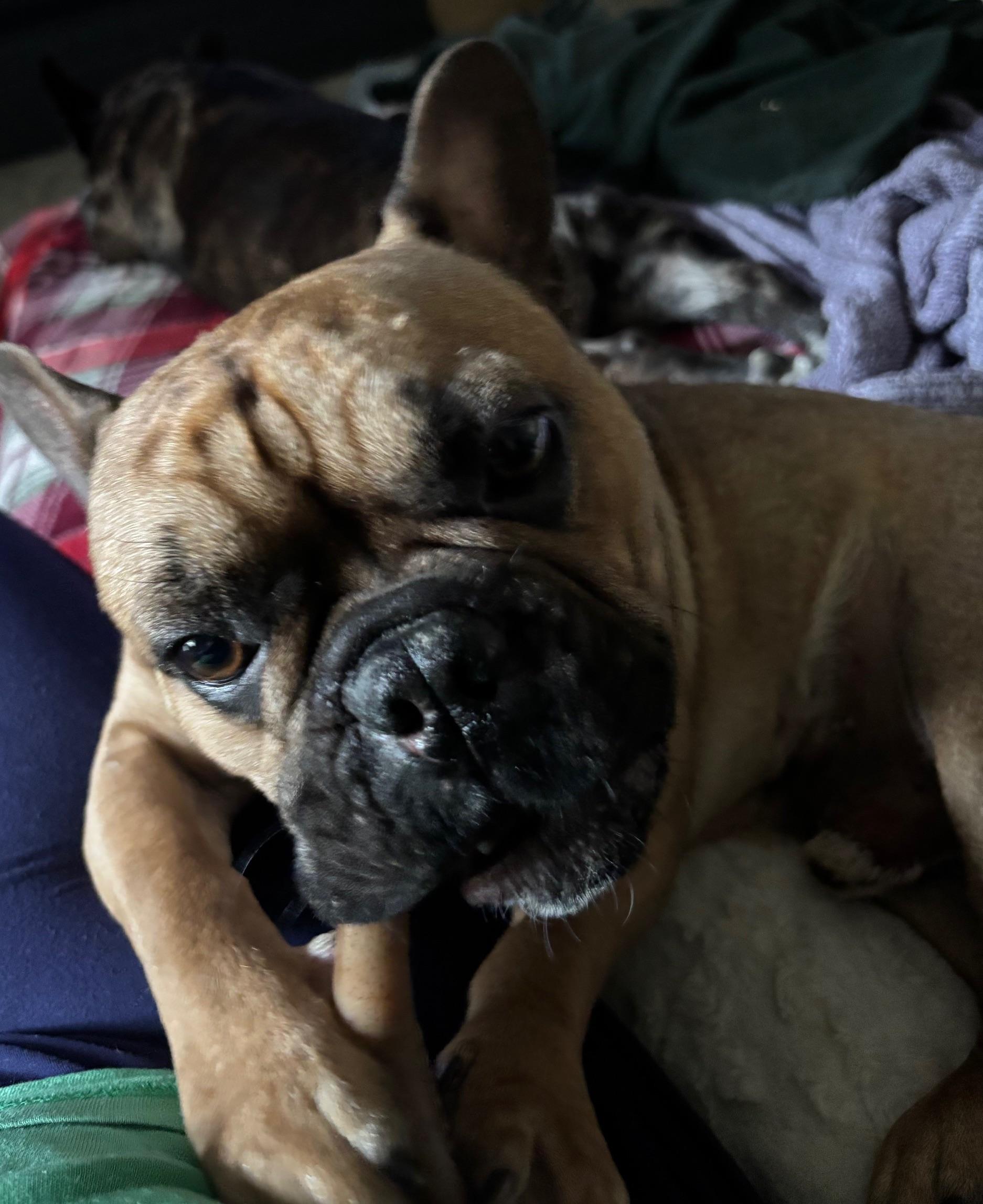 Enlarge Benji, an adopted French Bulldog in Kansas City, MO image 2/4