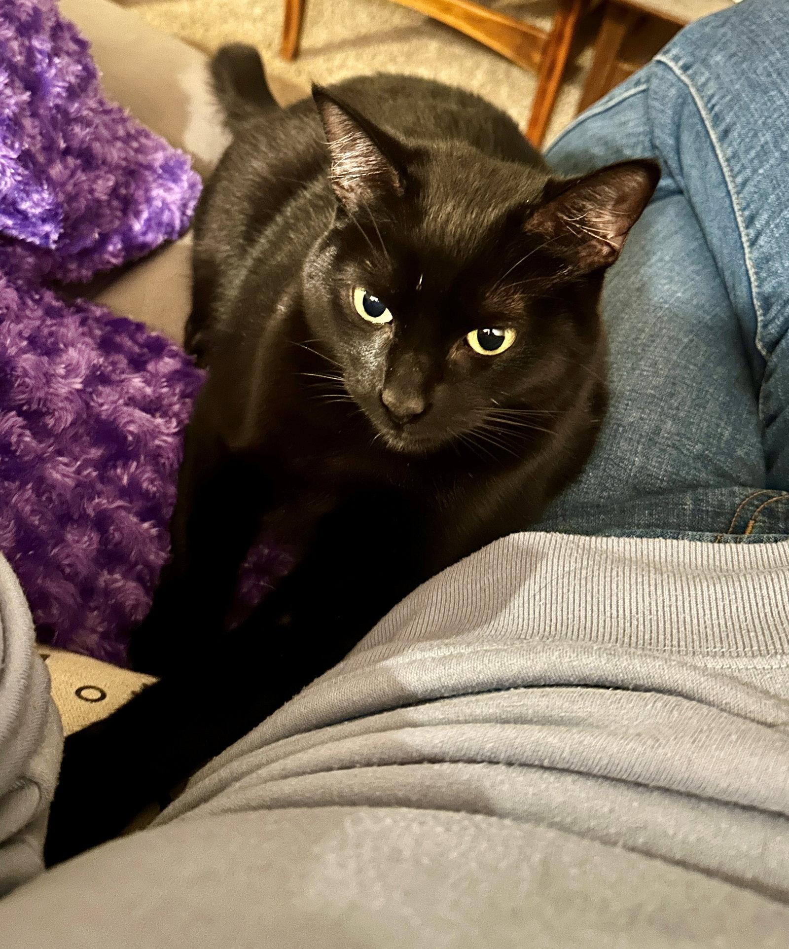 ROSIE #1883A - Offered by Owner - Good w/Dogs, a Adoptable Domestic Short Hair in Hillsboro, OR image 2/3