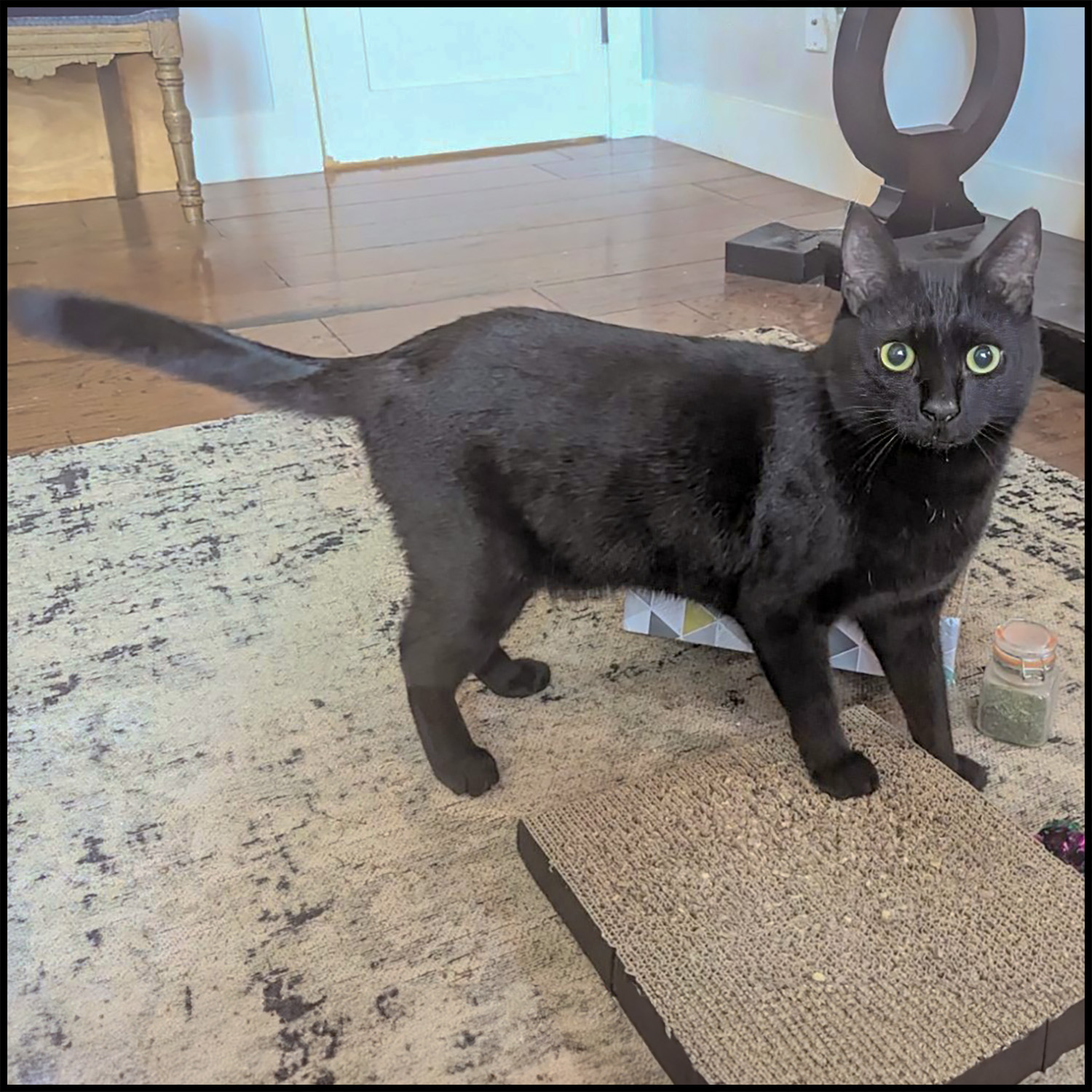 Binx photo 2