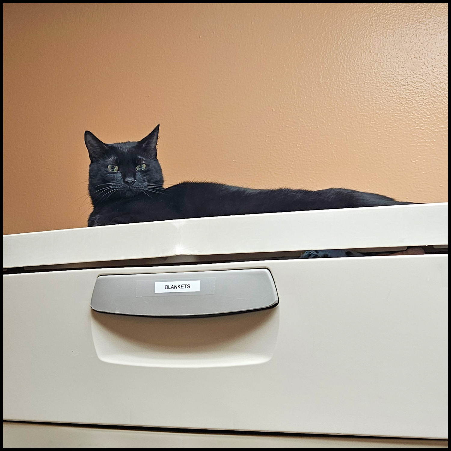 Binx photo 3
