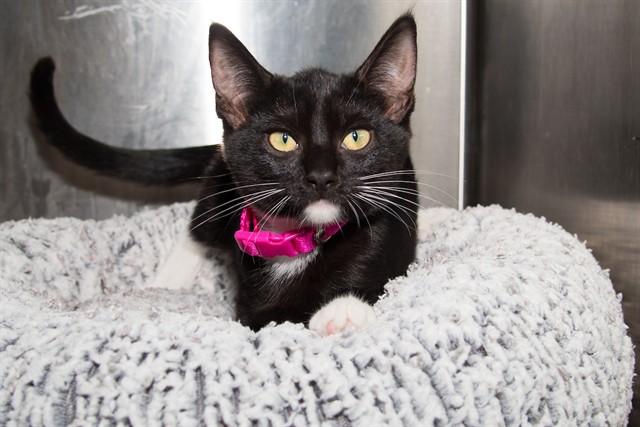 Enlarge GENE, a Adoptable Domestic Short Hair in Santa Monica, CA image 1/1