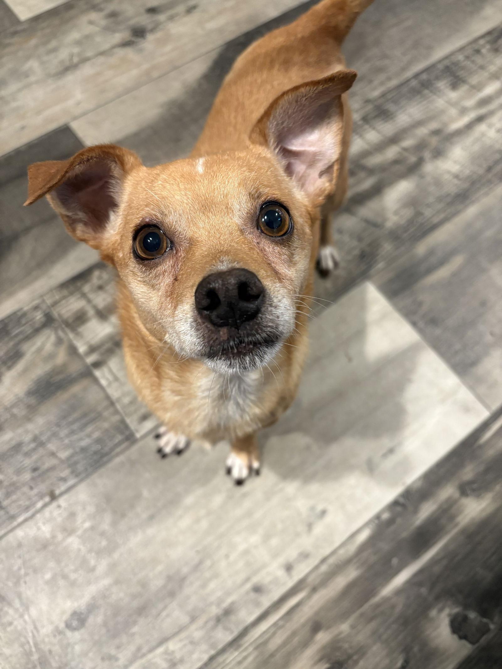 Franklin, Adopted, Adult Male Chihuahua.