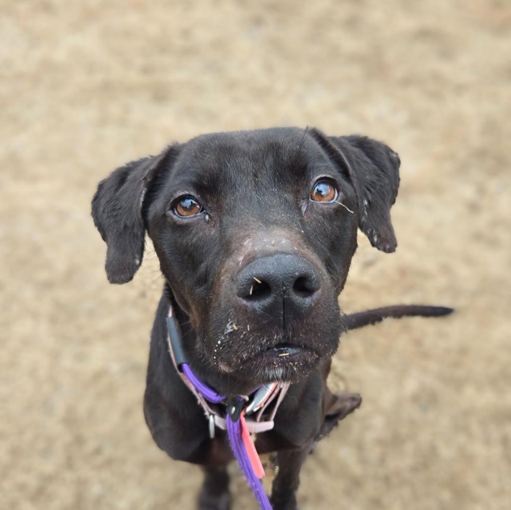 Enlarge Honey Bear, a Adoptable mixed breed in Douglasville, GA image 1/6