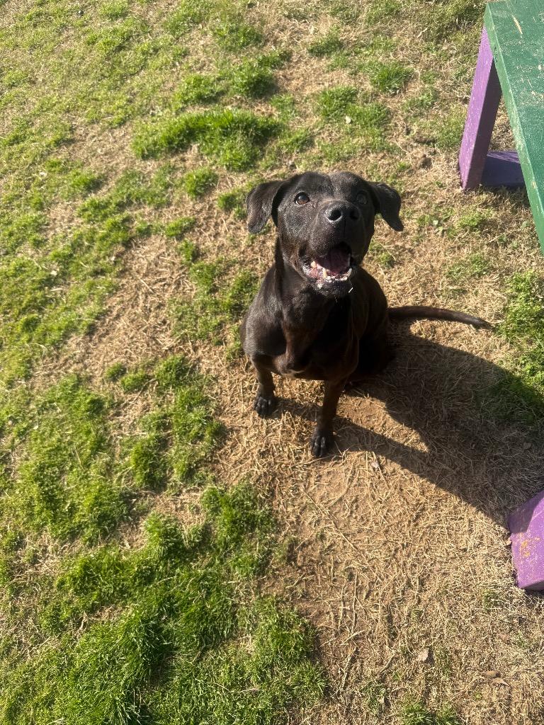Enlarge Honey Bear, a Adoptable mixed breed in Douglasville, GA image 2/6