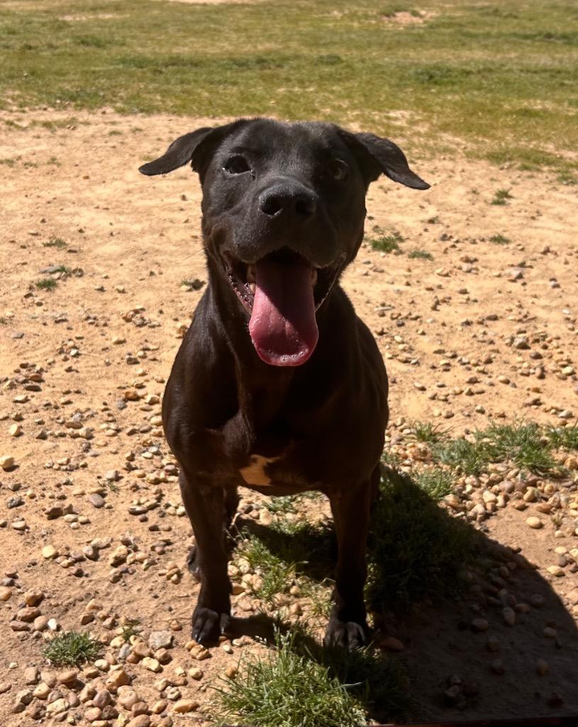 Enlarge Honey Bear, a Adoptable mixed breed in Douglasville, GA image 3/6