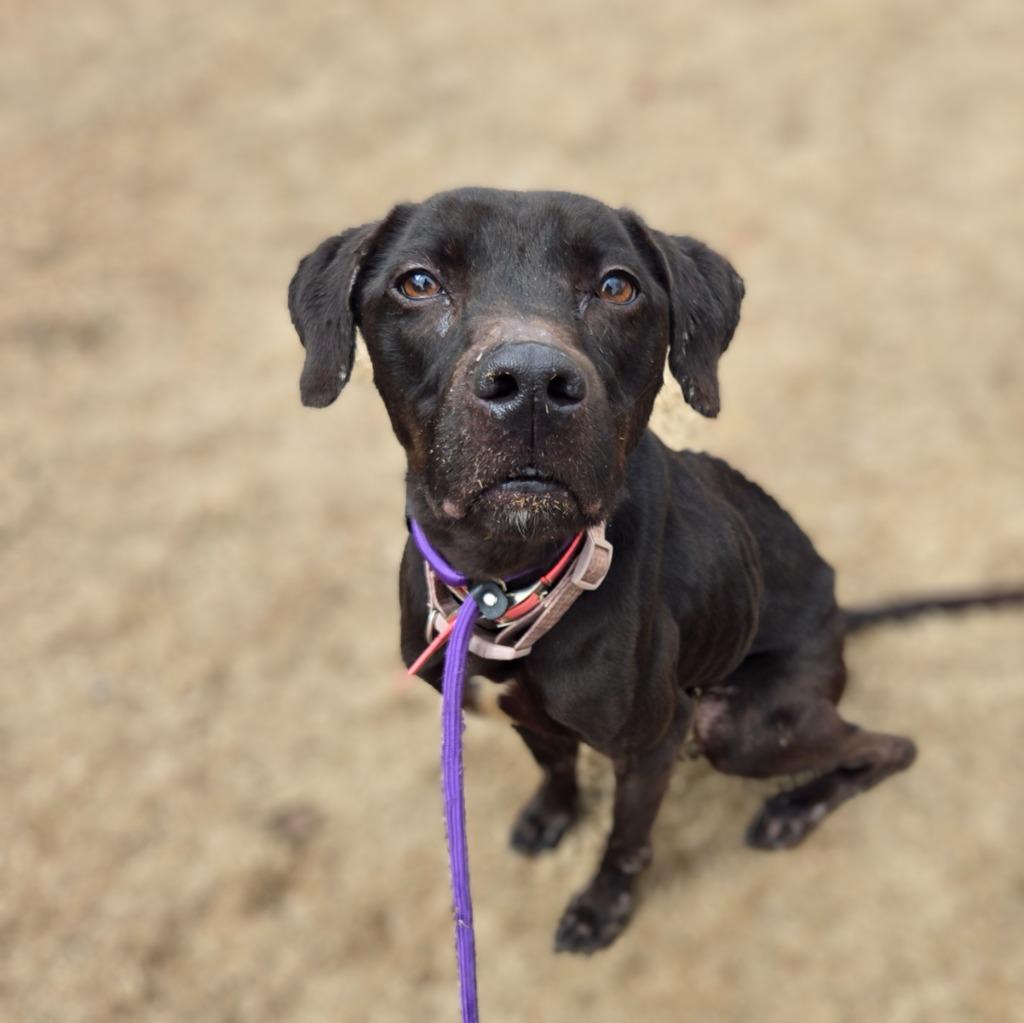 Enlarge Honey Bear, a Adoptable mixed breed in Douglasville, GA image 4/6