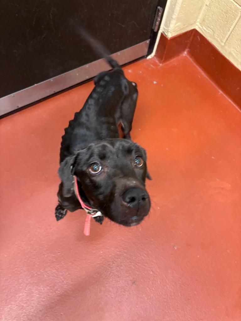 Enlarge Honey Bear, a Adoptable mixed breed in Douglasville, GA image 5/6