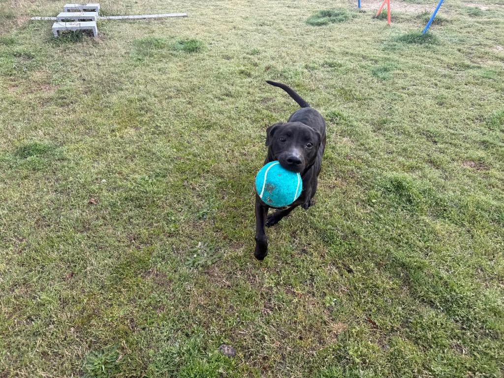 Enlarge Honey Bear, a Adoptable mixed breed in Douglasville, GA image 6/6