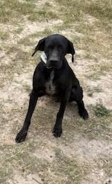 SCOUT, a Adopted German Wirehaired Pointer in Lakeway, TX image 1/3