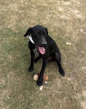 SCOUT, a Adopted German Wirehaired Pointer in Lakeway, TX image 2/3