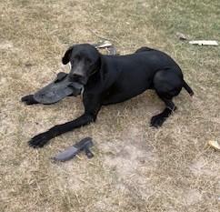 SCOUT, a Adopted German Wirehaired Pointer in Lakeway, TX image 3/3