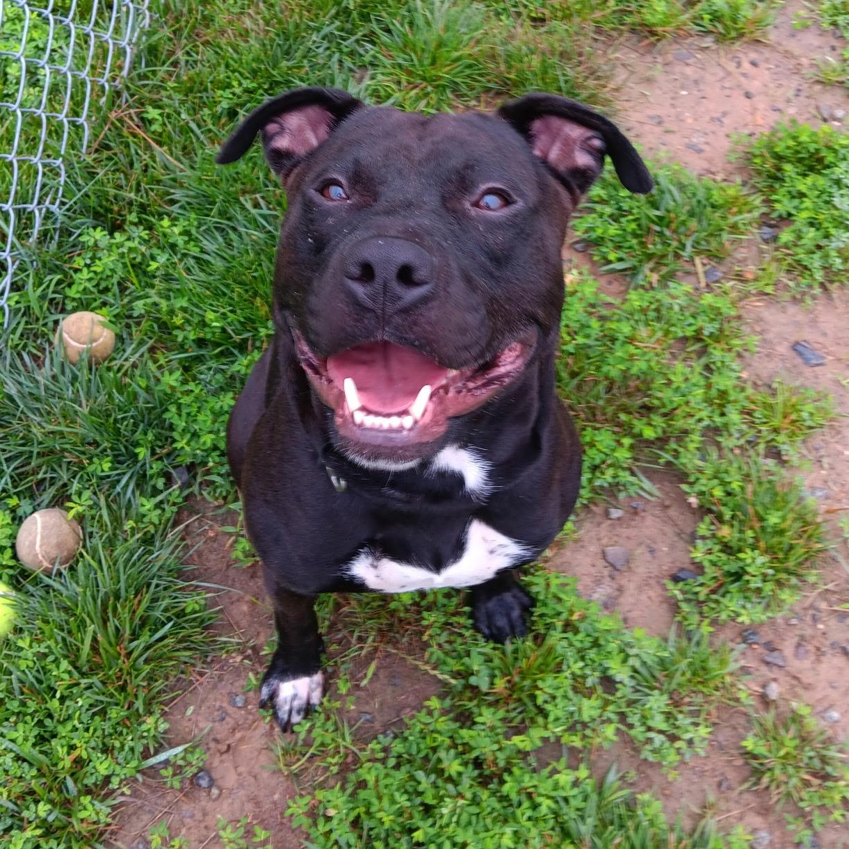 Megatron (ID 46858/1667), Adult Male Pit Bull Terrier
