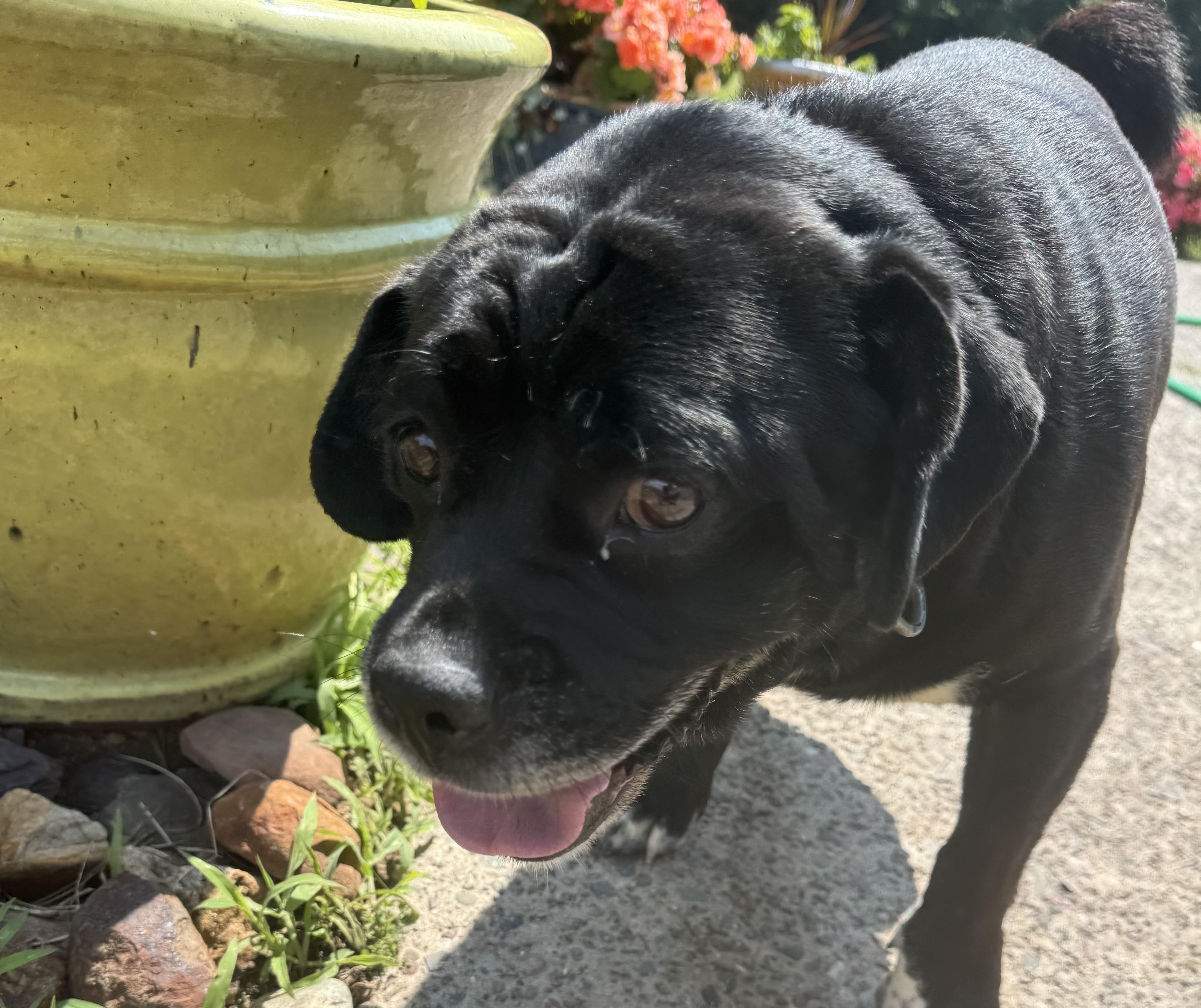 Hank, Adult Male unknown