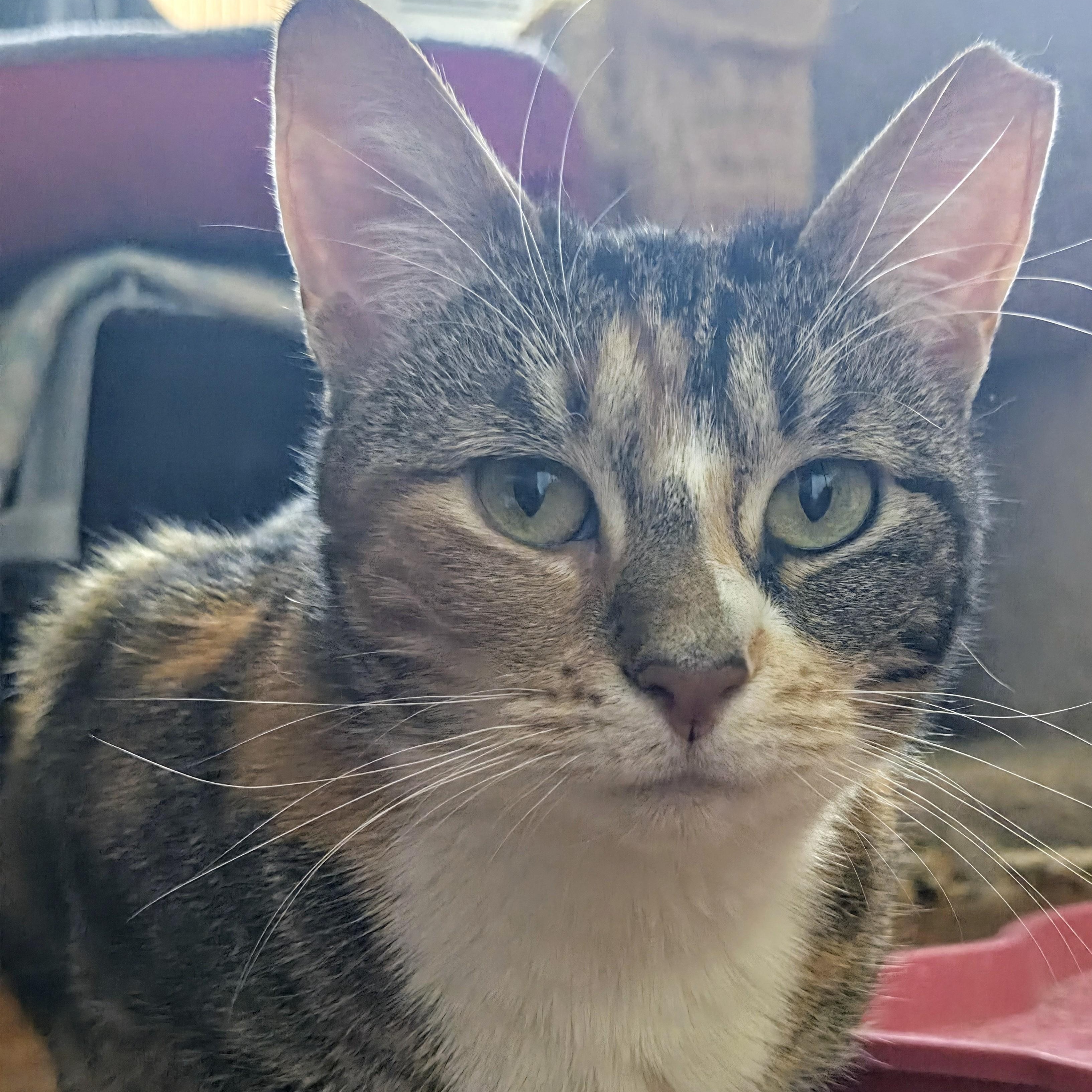 Enlarge Cali Cat, a Adoptable Domestic Short Hair in Philadelphia, PA image 5/6